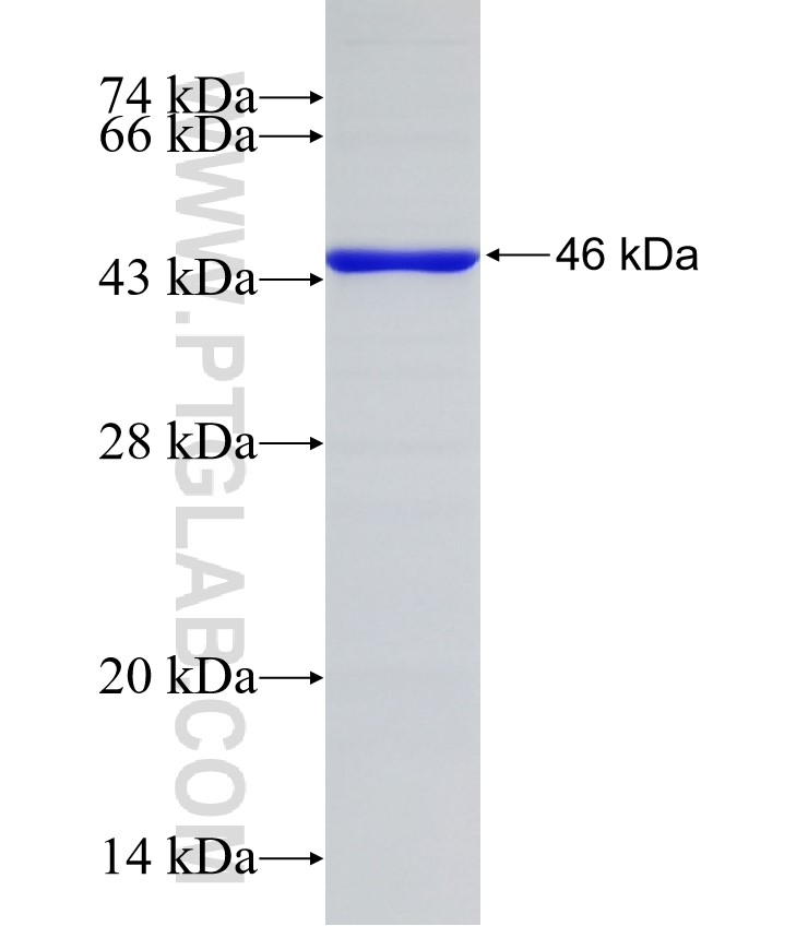 WDR46 fusion protein Ag31723 SDS-PAGE