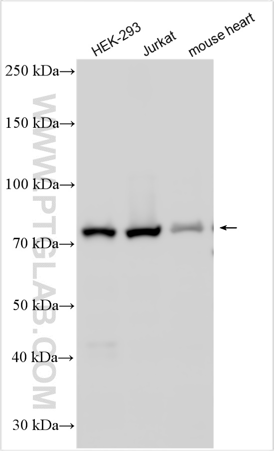 WB analysis using 16503-1-AP