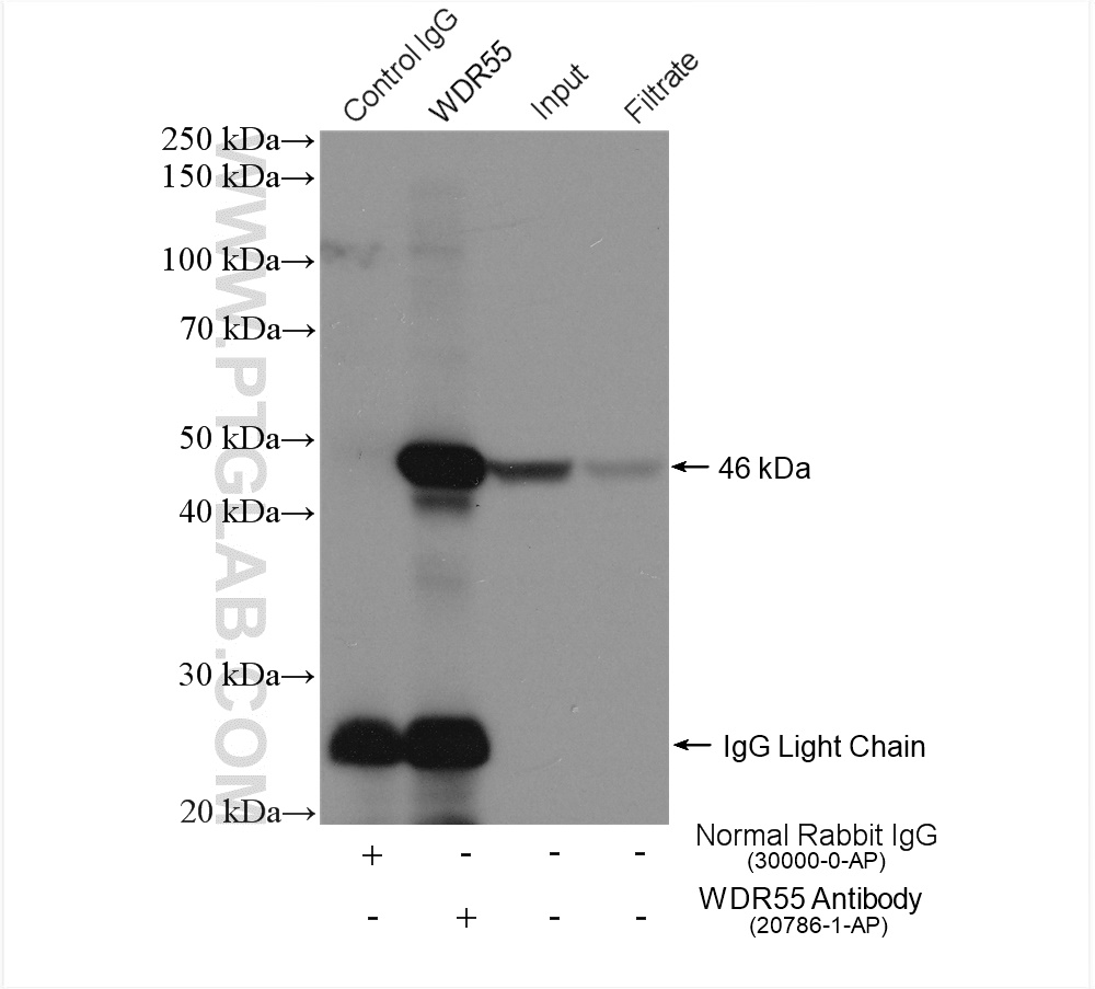 IP experiment of HeLa using 20786-1-AP