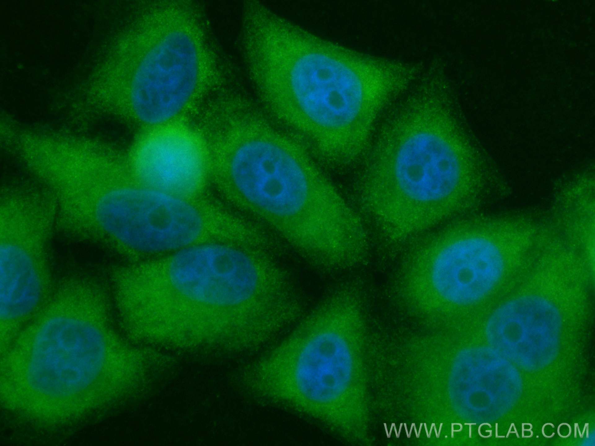 IF Staining of HepG2 using CL488-20786