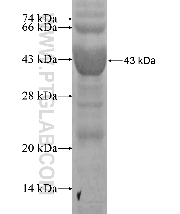 WDR60 fusion protein Ag18341 SDS-PAGE WDR60 fusion protein Ag18341 SDS-PAGE
