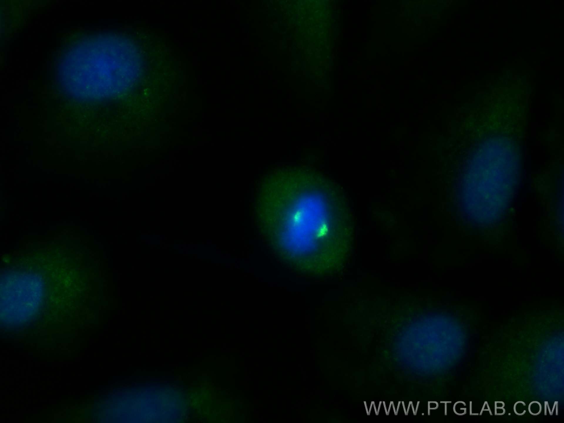 IF Staining of A549 using 23404-1-AP