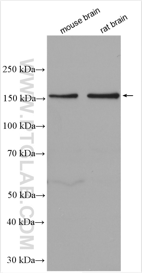 WB analysis using 24431-1-AP