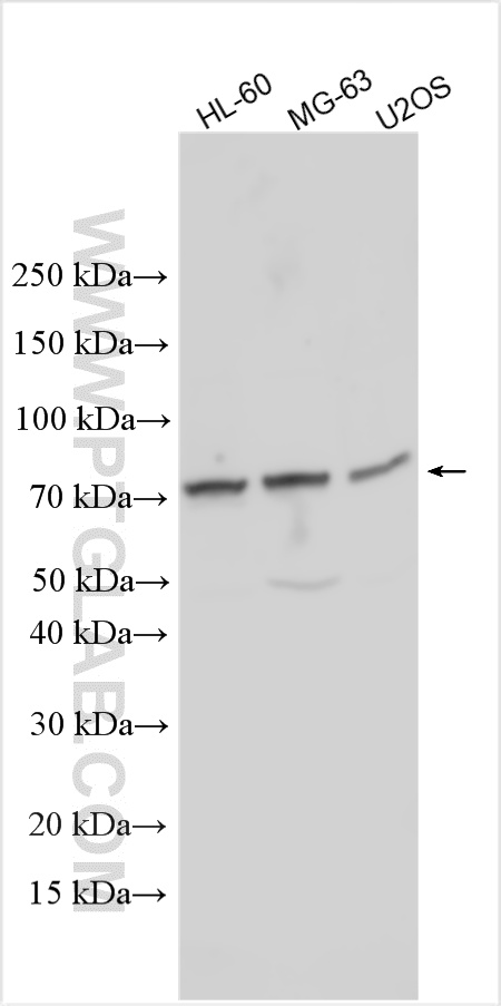 WB analysis using 33145-1-AP