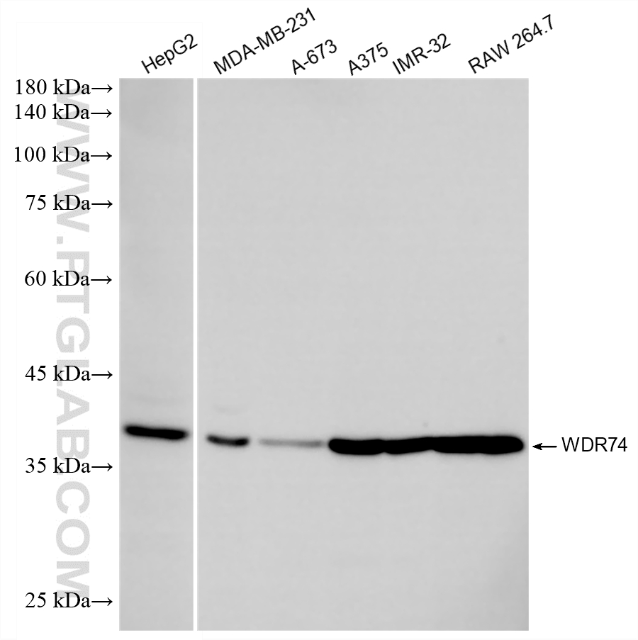 WB analysis using 86361-2-RR