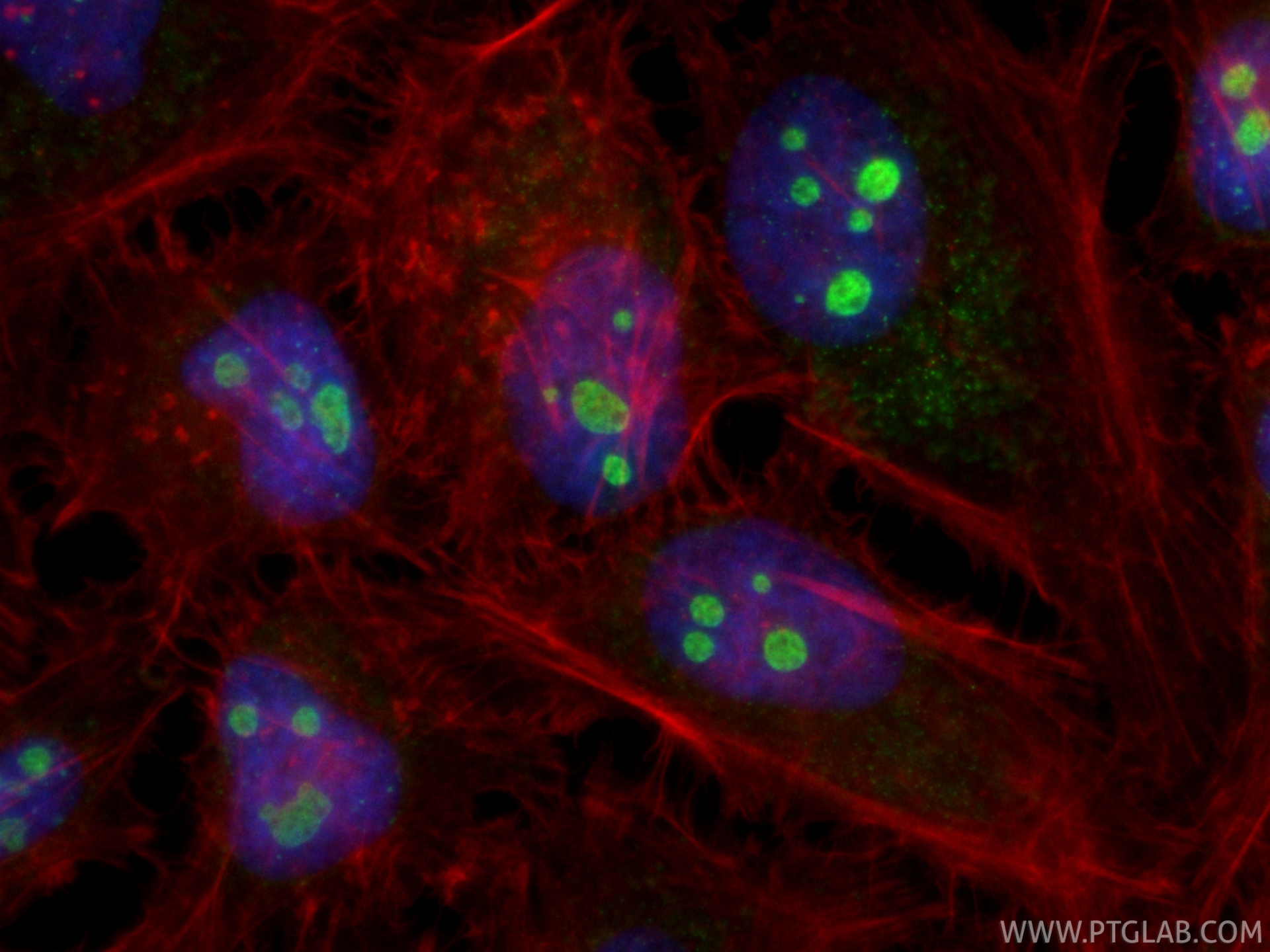 IF Staining of HeLa using CL488-86361-2