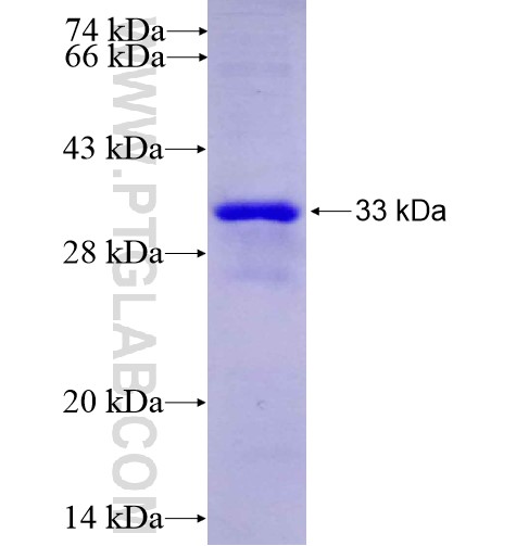 WDR74 fusion protein Ag14851 SDS-PAGE