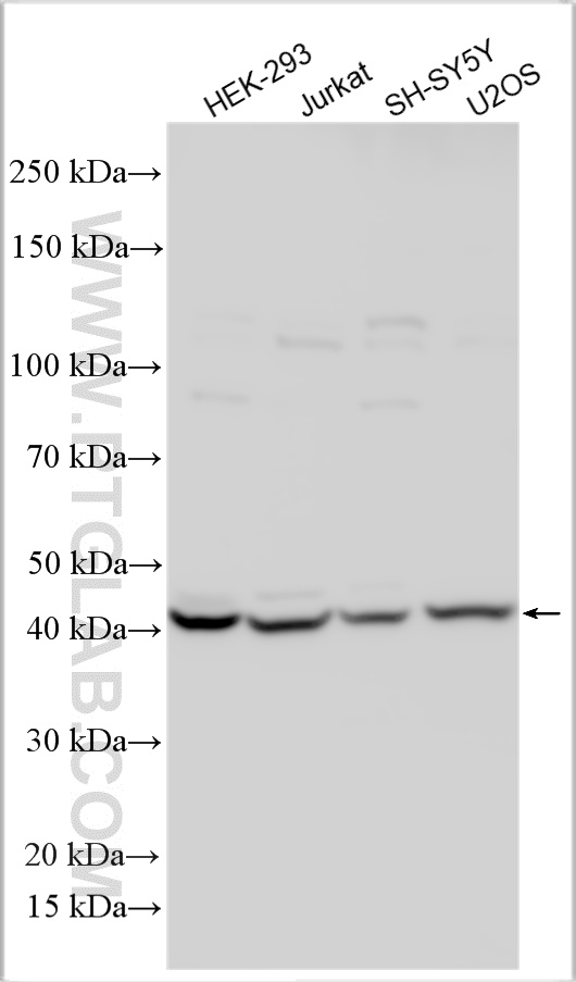WB analysis using 27424-1-AP