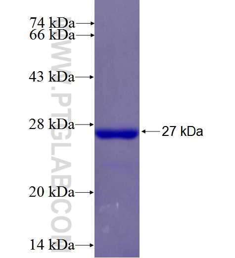 WDR91 fusion protein Ag26640 SDS-PAGE WDR91 fusion protein Ag26640 SDS-PAGE
