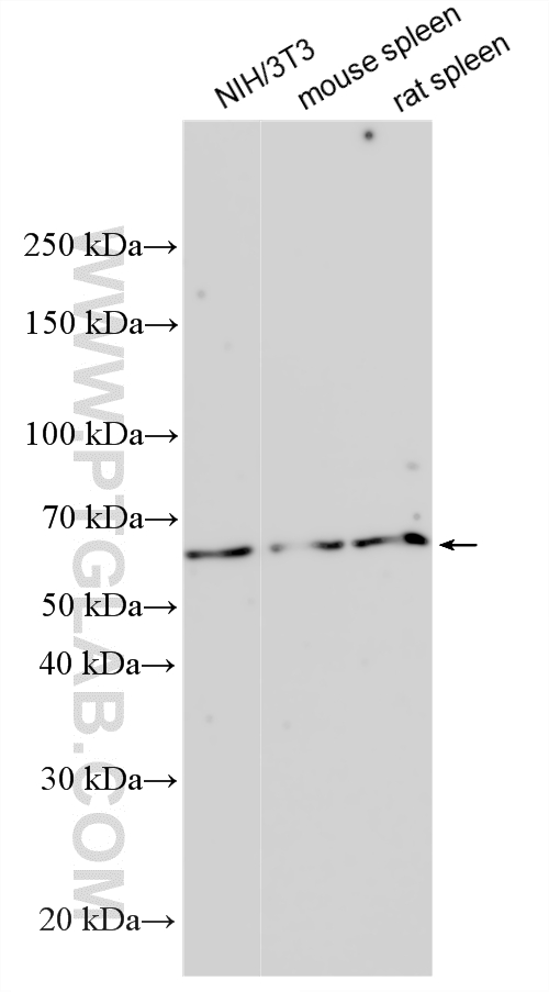 WB analysis using 33483-1-AP