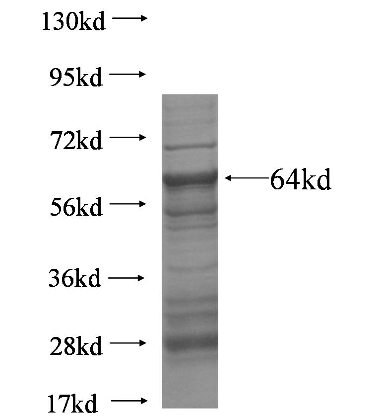 WEE1 fusion protein Ag5751 SDS-PAGE