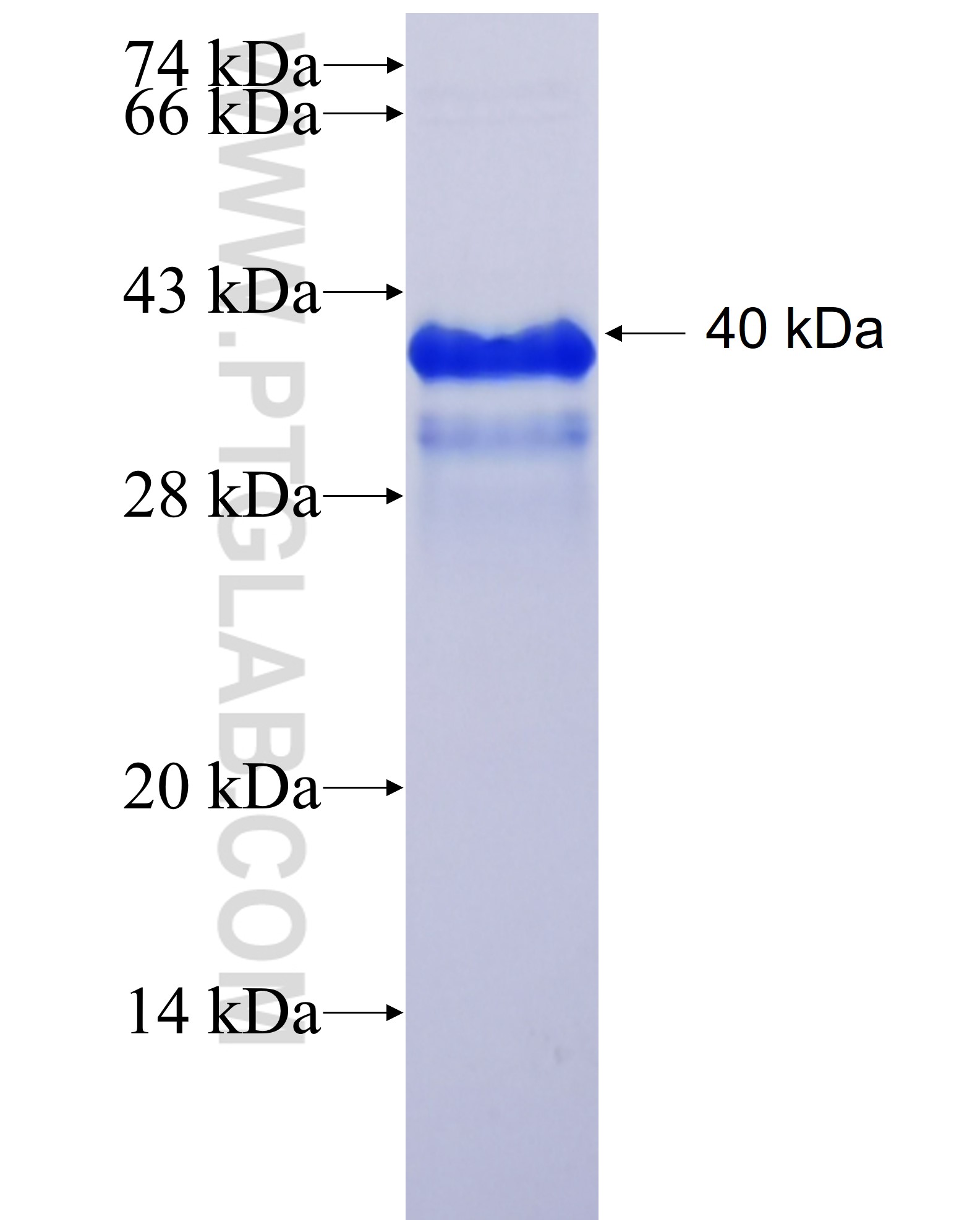 HE4 fusion protein Ag5684 SDS-PAGE