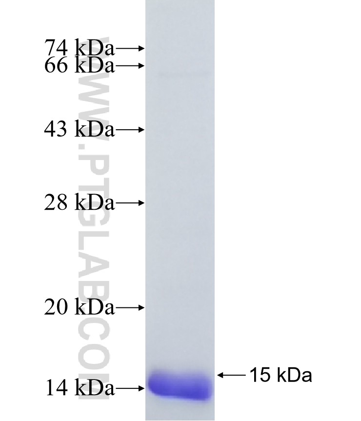 WFDC6 fusion protein Ag41452 SDS-PAGE