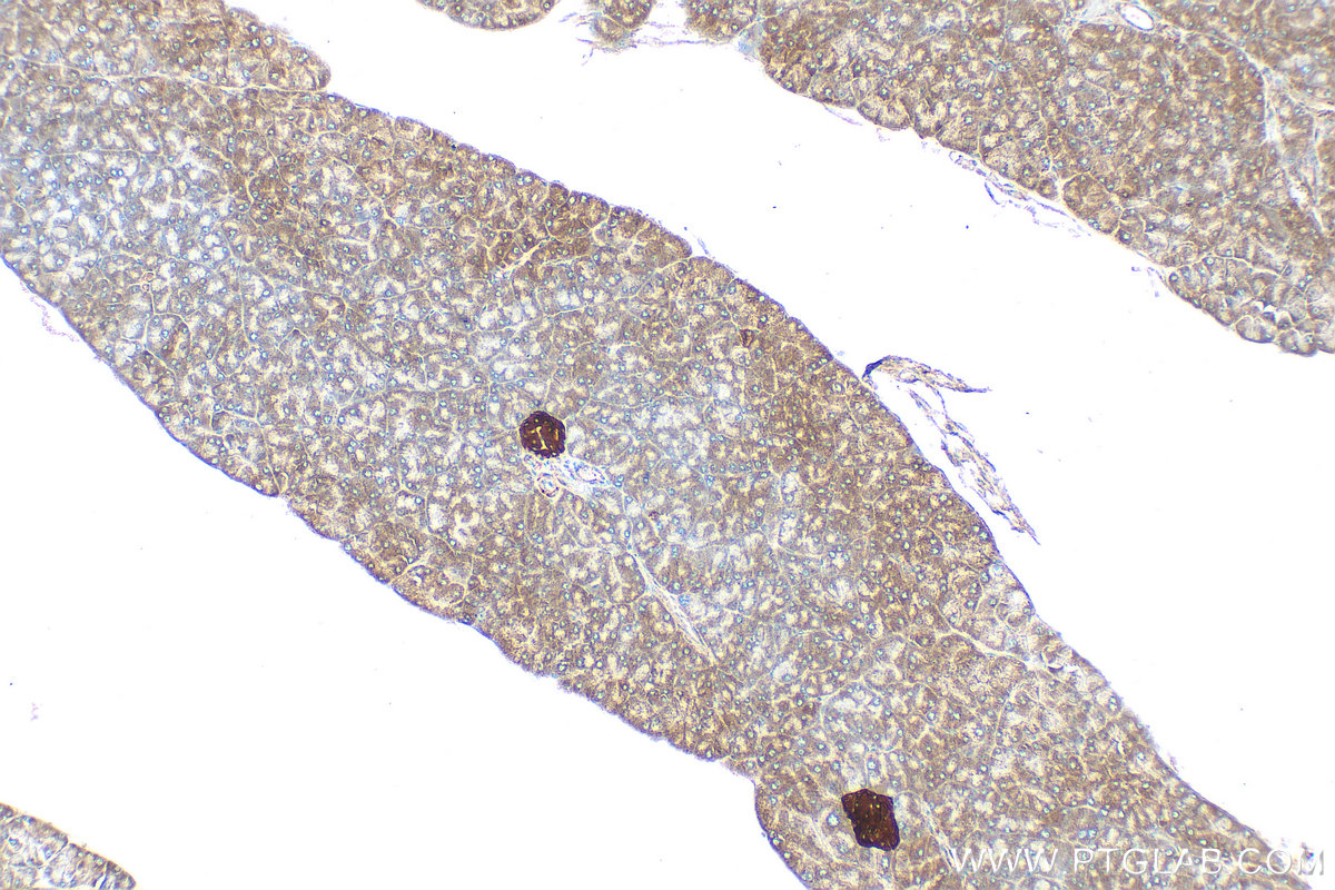 Immunohistochemical analysis of paraffin-embedded mouse pancreas tissue slide using 26995-1-AP (WFS1 antibody) at dilution of 1:3000 (under 10x lens). Heat mediated antigen retrieval with Tris-EDTA buffer (pH 9.0). IHC staining of mouse pancreas using 26995-1-AP