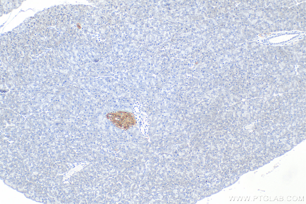 Immunohistochemical analysis of paraffin-embedded mouse pancreas tissue slide using 26995-1-AP (WFS1 antibody) at dilution of 1:12000 (under 10x lens). Heat mediated antigen retrieval with Tris-EDTA buffer (pH 9.0). IHC staining of mouse pancreas using 26995-1-AP