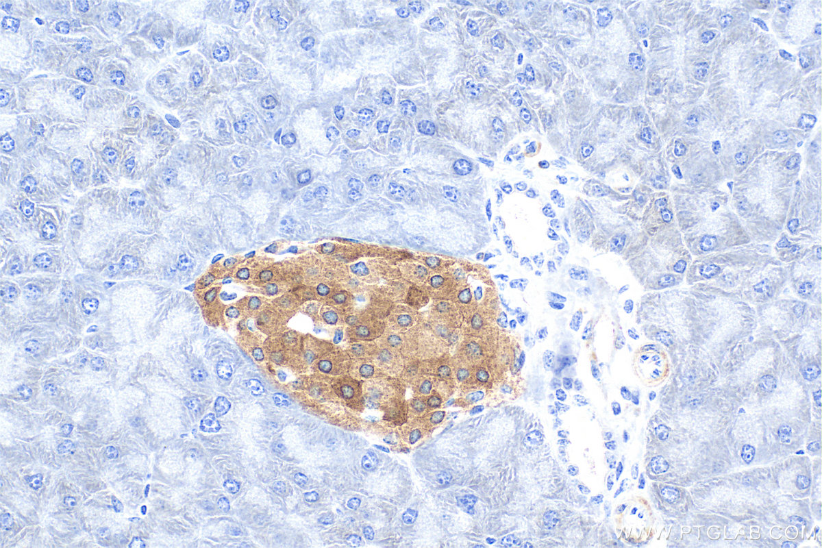 Immunohistochemical analysis of paraffin-embedded mouse pancreas tissue slide using 26995-1-AP (WFS1 antibody) at dilution of 1:12000 (under 40x lens). Heat mediated antigen retrieval with Tris-EDTA buffer (pH 9.0). IHC staining of mouse pancreas using 26995-1-AP