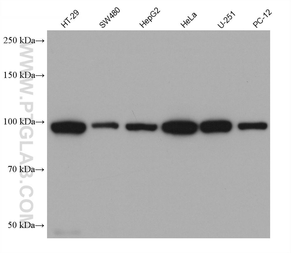 WB analysis using 67291-1-Ig