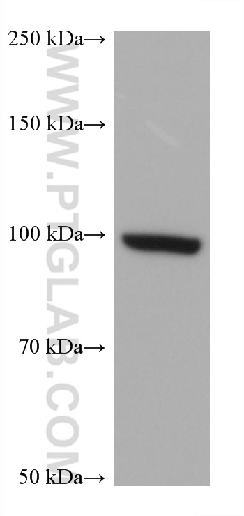 WB analysis of A172 using 67291-1-Ig