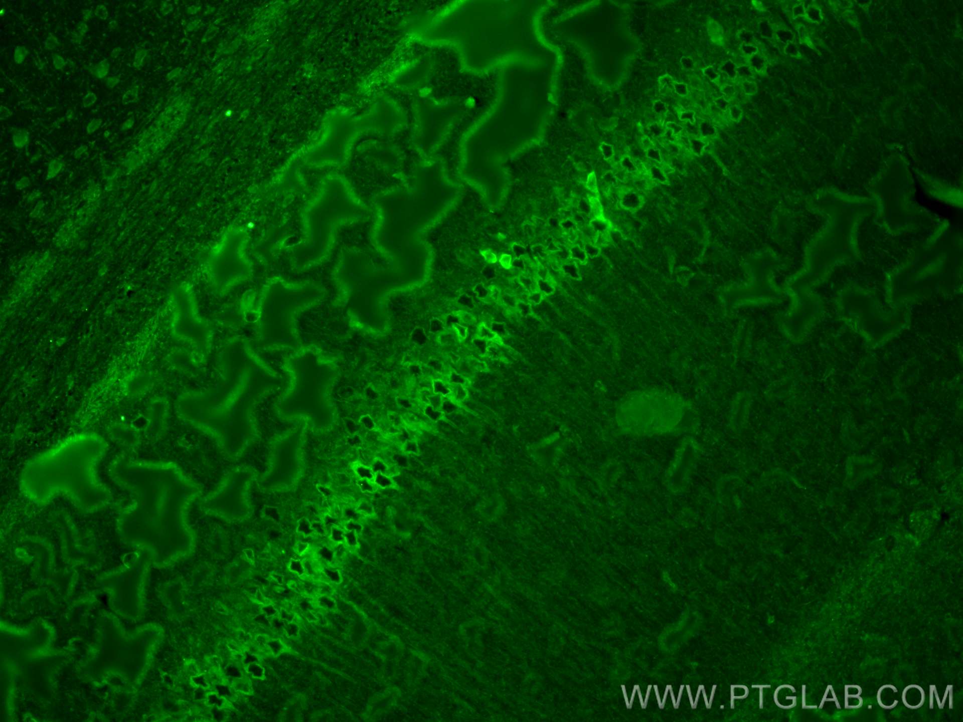 IF Staining of mouse brain using CL488-26995