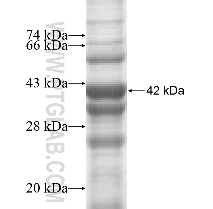WIF1 fusion protein Ag8057 SDS-PAGE
