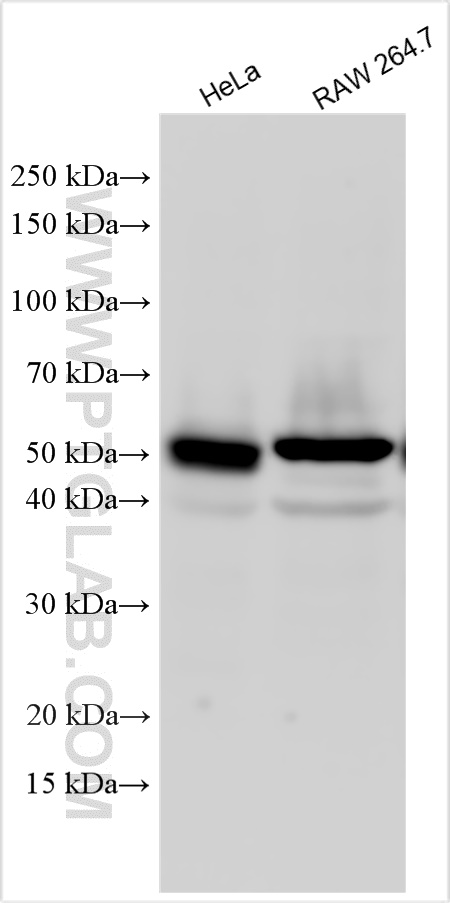 WB analysis using 28820-1-AP