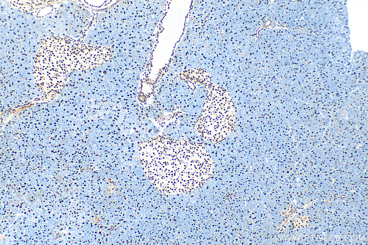 Immunohistochemical analysis of paraffin-embedded mouse pancreas tissue slide using 32378-1-AP (WIZ antibody) at dilution of 1:800 (under 10x lens). Heat mediated antigen retrieval with Tris-EDTA buffer (pH 9.0). IHC staining of mouse pancreas using 32378-1-AP