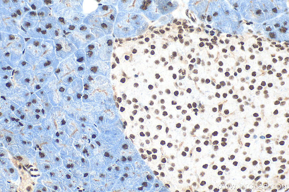 Immunohistochemical analysis of paraffin-embedded mouse pancreas tissue slide using 32378-1-AP (WIZ antibody) at dilution of 1:800 (under 40x lens). Heat mediated antigen retrieval with Tris-EDTA buffer (pH 9.0). IHC staining of mouse pancreas using 32378-1-AP