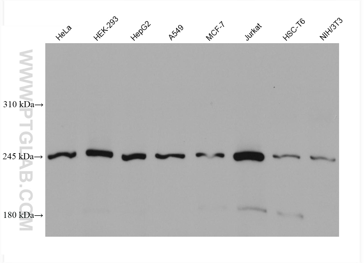 WB analysis using 68149-1-Ig