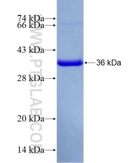 WNK1 fusion protein Ag28044 SDS-PAGE