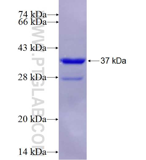 WNT1 fusion protein Ag27380 SDS-PAGE