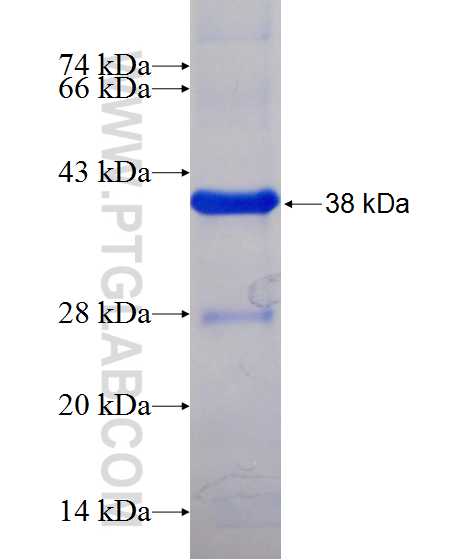 WNT3 fusion protein Ag12399 SDS-PAGE