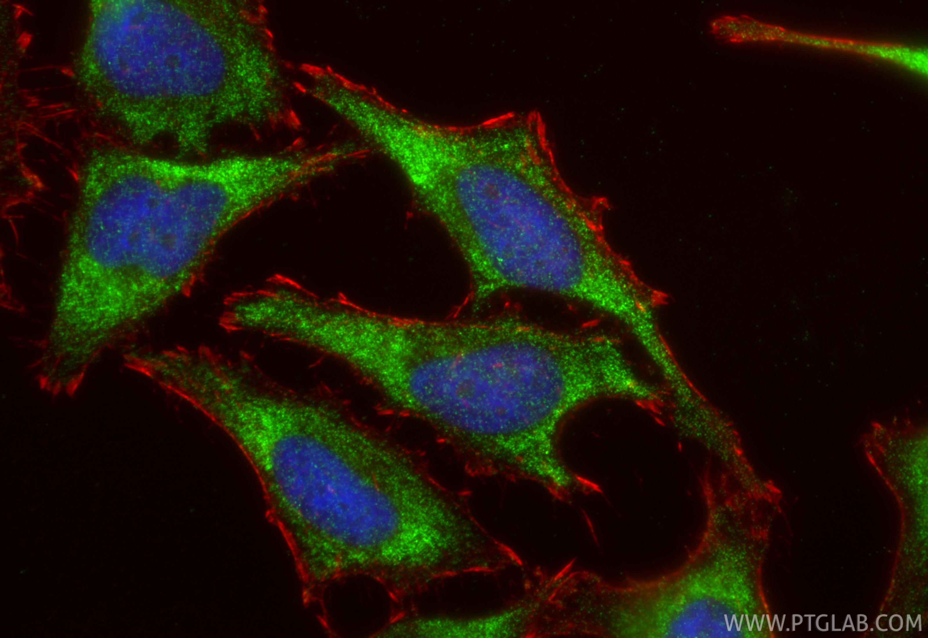 Immunofluorescent analysis of (-20°C Ethanol) fixed HeLa cells using WNT5A/B antibody (29793-1-AP) at dilution of 1:400 and CoraLite®488-Conjugated Goat Anti-Rabbit IgG(H+L) (<a class='green' href='/productredirect?CatalogNo=SA00013-2' target='_blank'>SA00013-2</a>), CL594-Phalloidin (red). IF Staining of HeLa using 29793-1-AP
