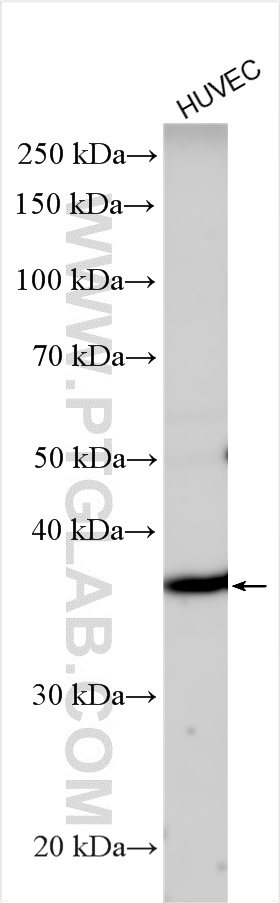 WB analysis using 55184-1-AP