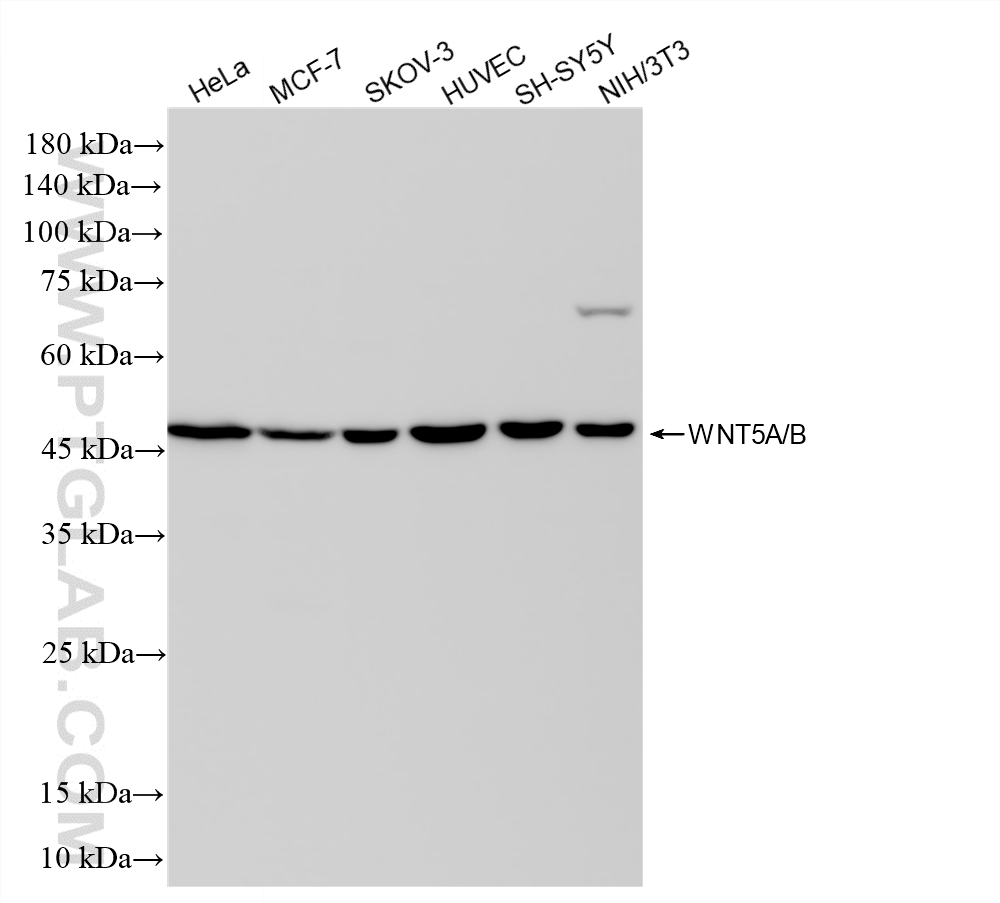 WB analysis using 87705-1-RR (same clone as 87705-1-PBS)