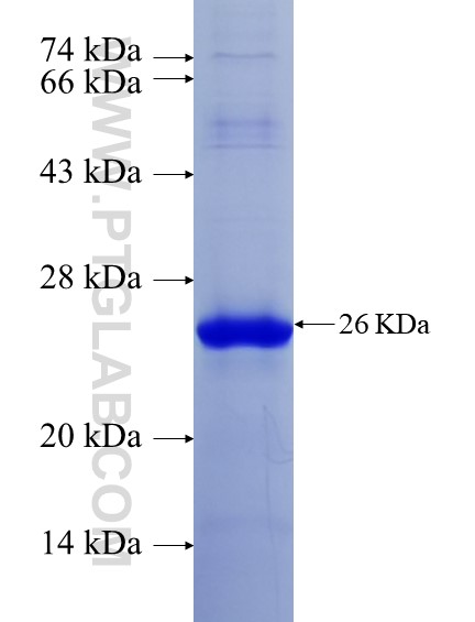 WNT7A fusion protein Ag26085 SDS-PAGE
