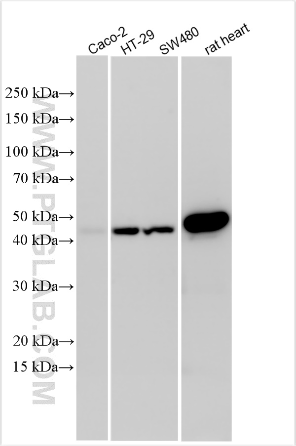 WB analysis using 30518-1-AP