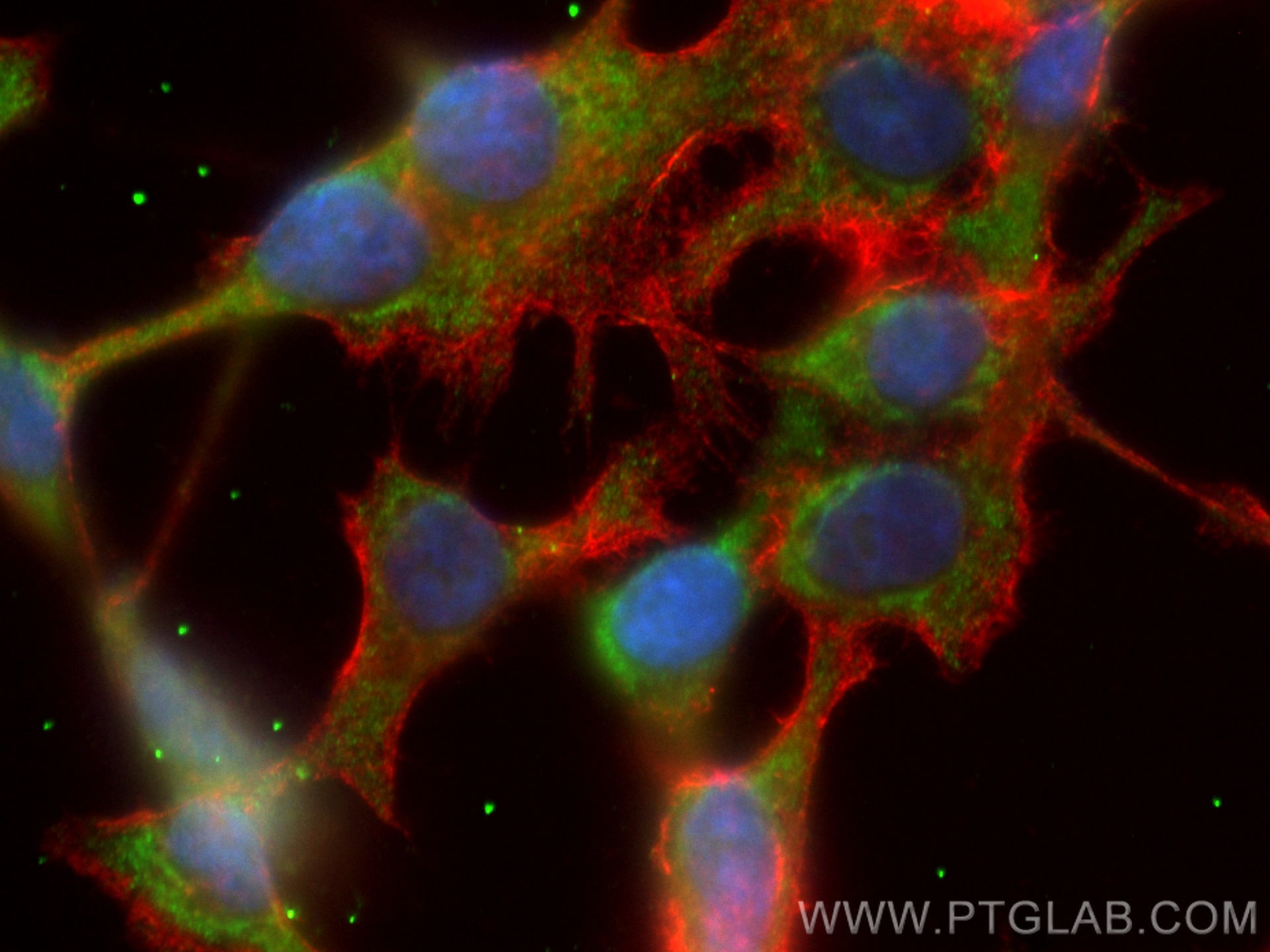 IF Staining of HCT 116 using CL488-30518