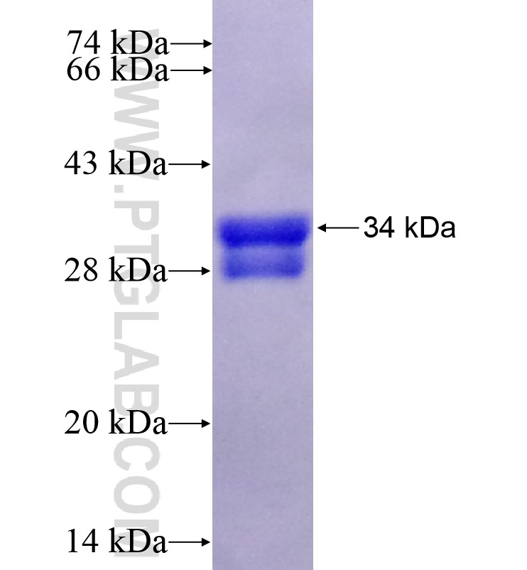 WNT8B fusion protein Ag16223 SDS-PAGE