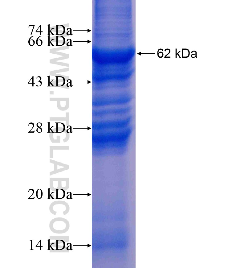 WNT9B fusion protein Ag8913 SDS-PAGE