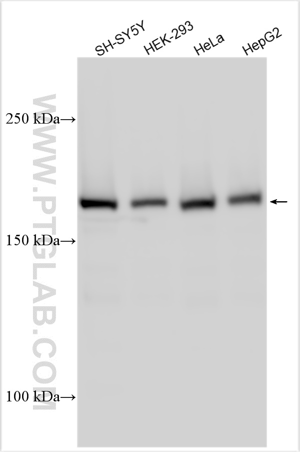 WB analysis using 26641-1-AP
