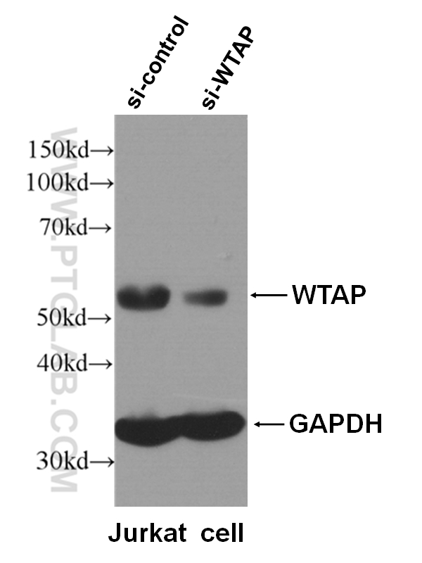 WB analysis of Jurkat cells using 10200-1-AP