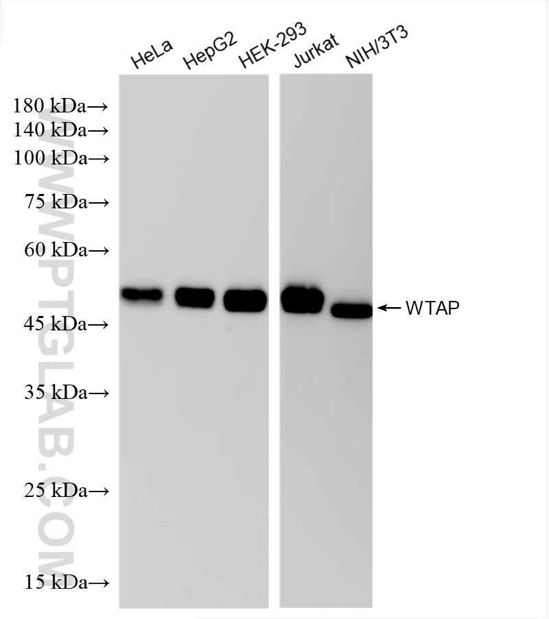 WB analysis using 81987-4-RR (same clone as 81987-4-PBS)