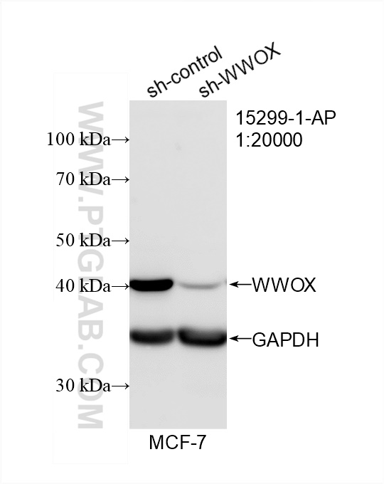 WB analysis of MCF-7 using 15299-1-AP