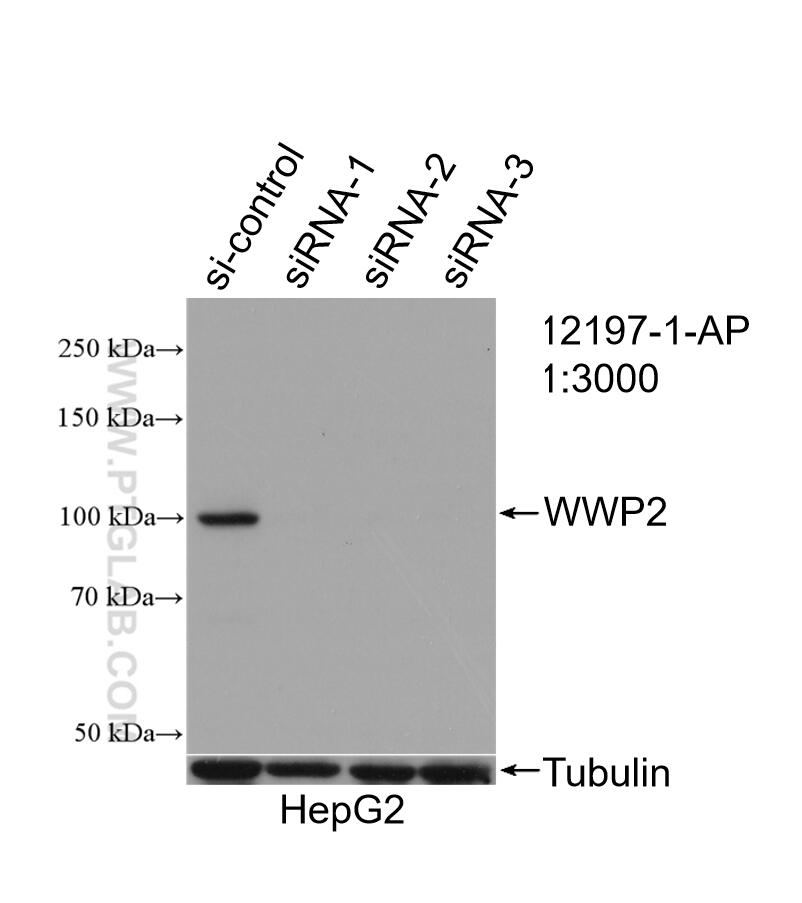 WB analysis of HepG2 using 12197-1-AP