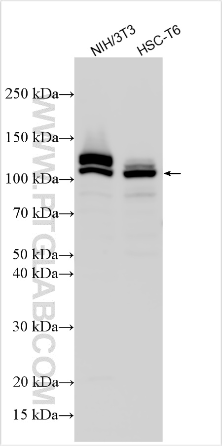 Various lysates were subjected to SDS PAGE followed by western blot with 12197-1-AP (WWP2 antibody) at dilution of 1:6000 incubated at room temperature for 1.5 hours. WB analysis using 12197-1-AP