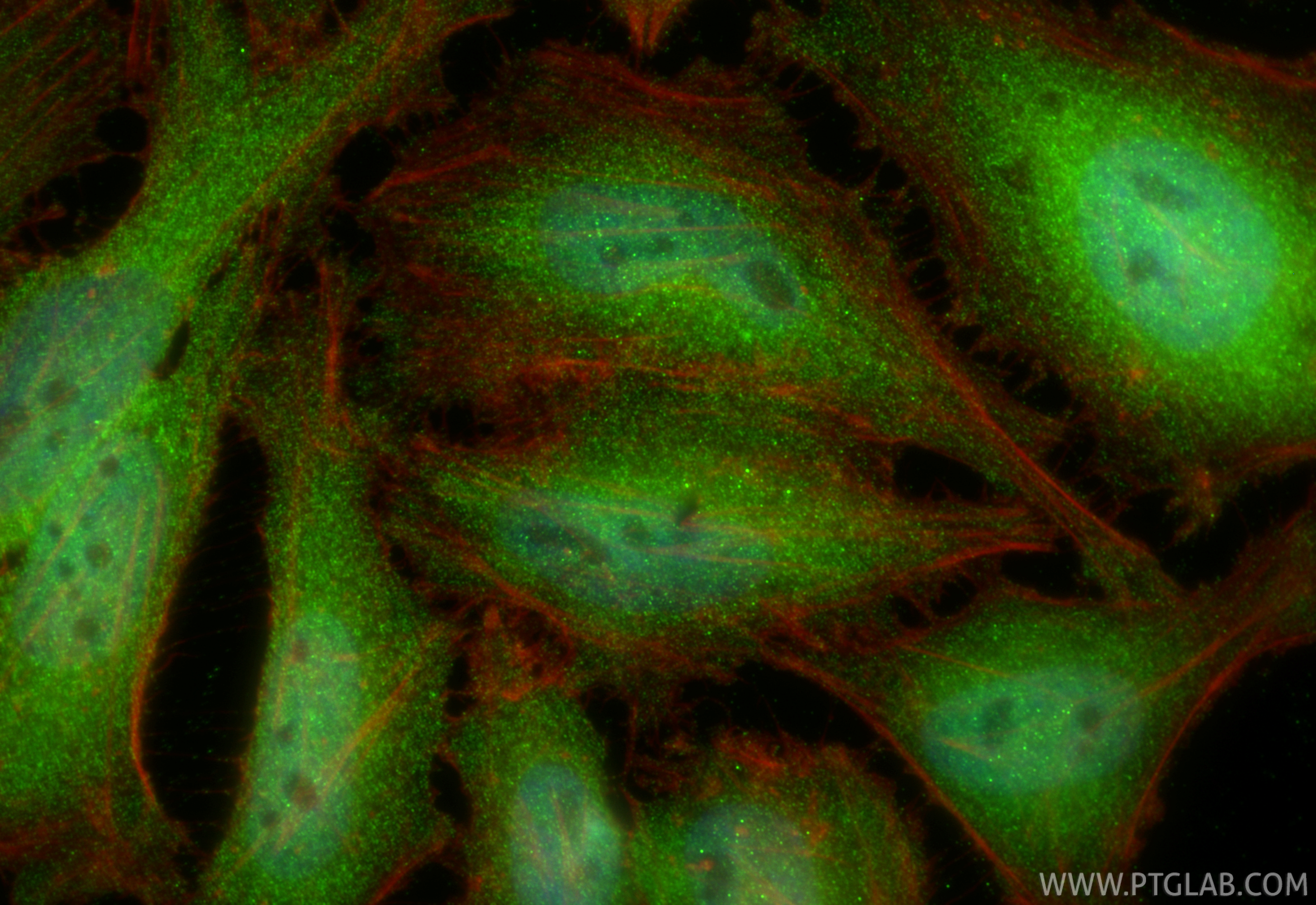 Immunofluorescent analysis of (4% PFA) fixed HeLa cells using WWTR1/TAZ antibody (23306-1-AP) at dilution of 1:400 and CoraLite®488-Conjugated Goat Anti-Rabbit IgG(H+L) (<a class='green' href='/productredirect?CatalogNo=SA00013-2' target='_blank'>SA00013-2</a>), CL594-phalloidin (red). IF Staining of HeLa using 23306-1-AP