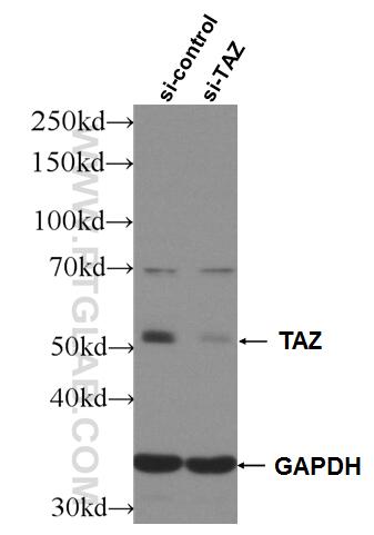 WB analysis of HeLa using 23306-1-AP