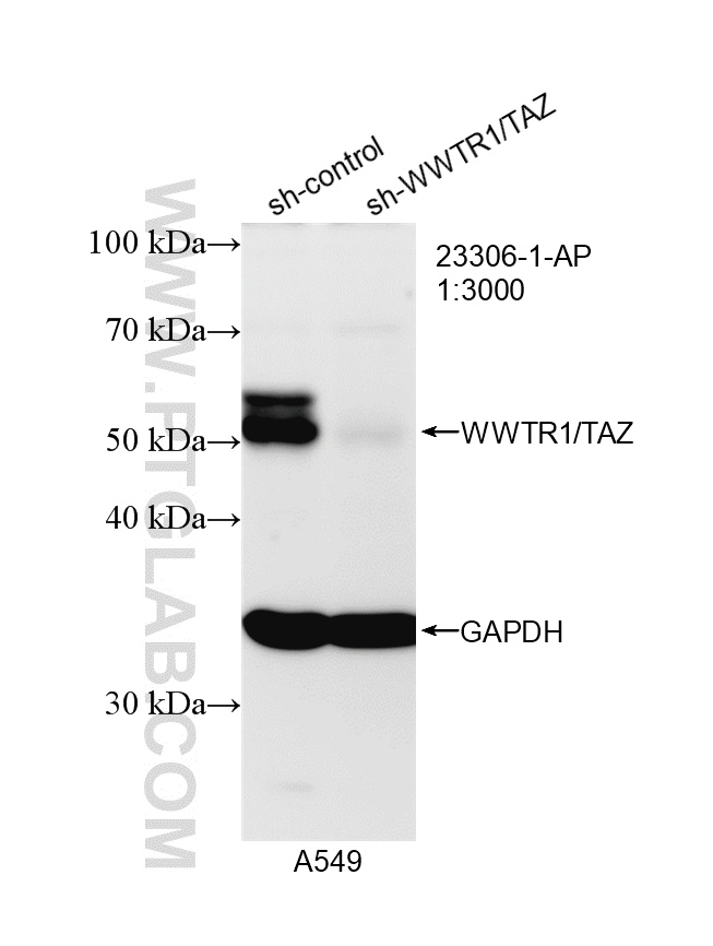 WB analysis of A549 using 23306-1-AP