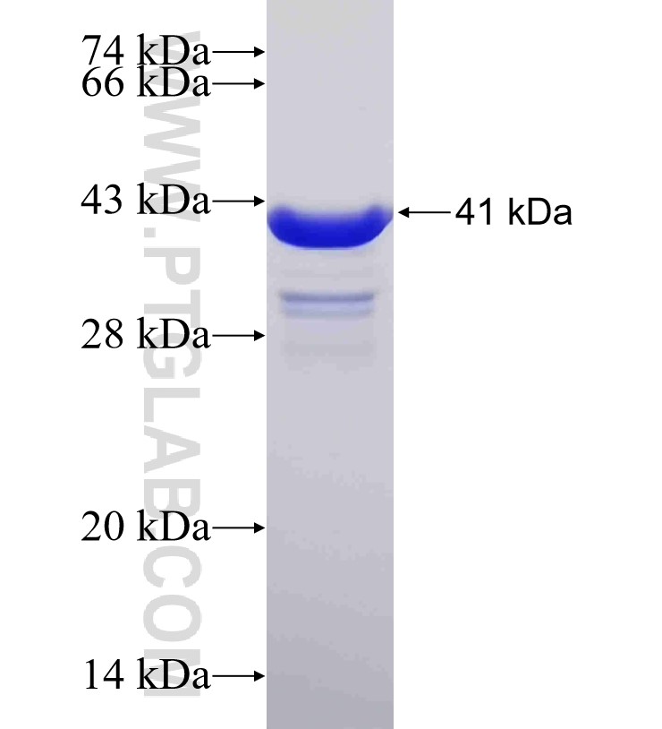 WWTR1,TAZ fusion protein Ag26781 SDS-PAGE