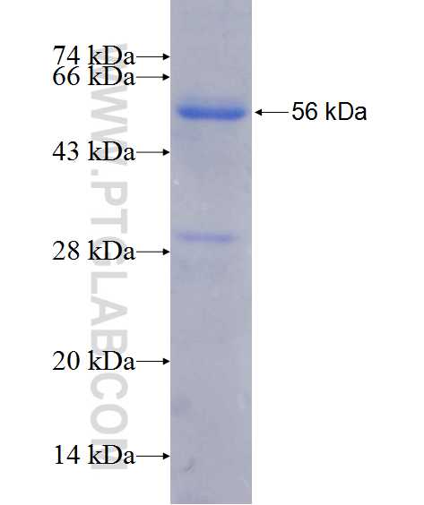 WWTR1,TAZ fusion protein Ag13330 SDS-PAGE